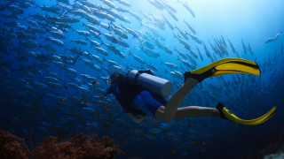 Scuba person school of fish - underwater free wallpaper