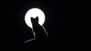 Cat moonlight night fullmoon greyscale - the light free wallpaper