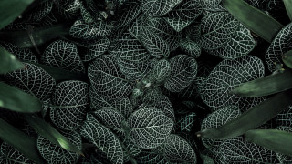 Leaves bamboo foliage fence plant - andreas gursky free wallpaper