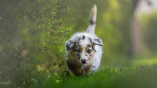 Dog running field bushes blurry - a dog free wallpaper for desktop