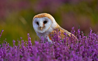 Owl purple flower field blurry 2 - an owl free wallpaper