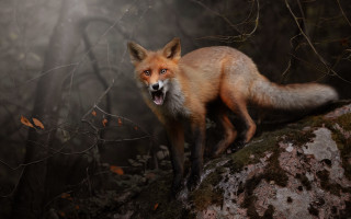 Red fox fog light photorealistic - the fog free wallpaper