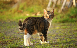Cat field fence forest bird - field next free wallpaper