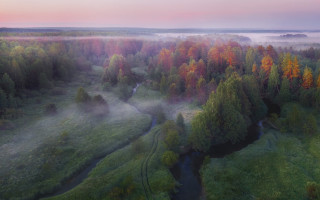Foggy forest river autumn pink - a foggy forest free wallpaper