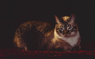 Cat redcarpet dark black background - a black background behind free wallpaper