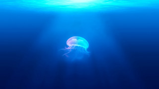 Jellyfish bioluminescence rayonism hologram beach - a bright light free wallpaper