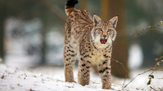 Lynx snow forest trees naturalism - a lynx free wallpaper