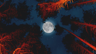 Full moon stars trees autumn - a few tree free wallpaper