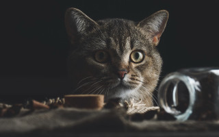 Cat glass jar cloth animal - the floor free wallpaper