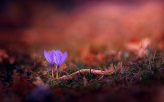 Purple flower grass autumn blurry - a purple flower free wallpaper for desktop