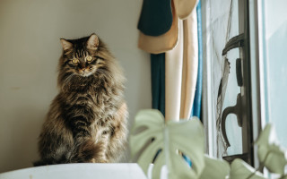 Cat sitting window sill serious - a window sill free wallpaper
