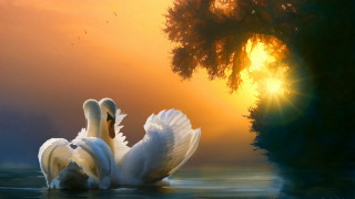 Swan dawn sunset tree sunbeam - cyril rolando free wallpaper