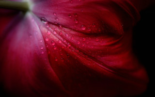 Red flower water droplets macro 15 - fiona stephenson free wallpaper