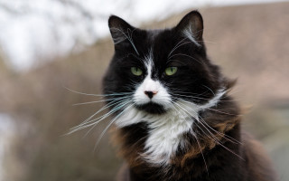 Black cat green eyes portrait - a portrait free wallpaper