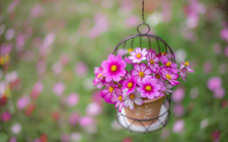 Bird feeder flower field bokeh - a bunch of flowers free wallpaper
