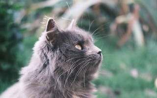 Cat looking up blurry background 3 - aestheticism free wallpaper