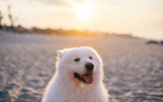 White dog beach sunset tongue - his tongue free wallpaper