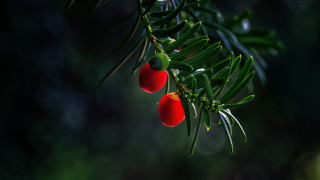 Tree berry branch leaf macro - fruit free wallpaper