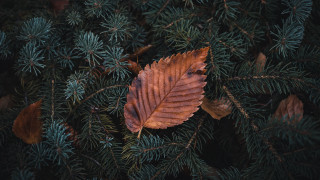 Leaf branch surrounding leaves photorealistic - a few other leaf free wallpaper