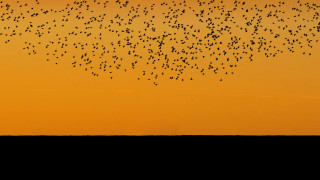 Birds flying over field sunset - overhead in the sky free wallpaper