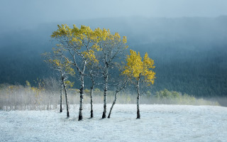 Snowy forest mountains fog trees - a snowy field free wallpaper