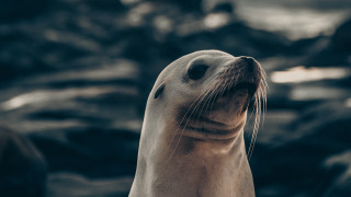 Seal looking up sky rocks - a seal free wallpaper