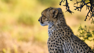 Cheetah tree autumn wildlife blurry - wild free wallpaper for desktop