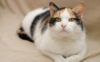 Serious cat couch round eyes - serious free wallpaper