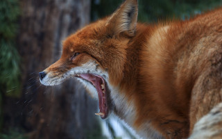 Red fox open mouth fangs - mouth wide free wallpaper