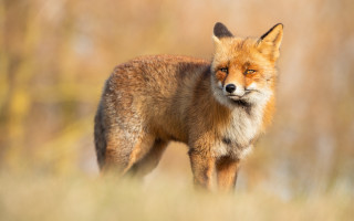 Red fox tall grass blurry - a red fox free wallpaper