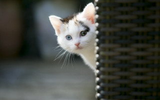 Small kitten peeking wicker chair - verdadism free wallpaper