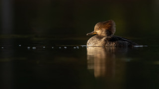 Duck reflection water backlit bird - its reflection free wallpaper