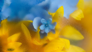 Window flowers water droplets impressionism - a close up of a window free wallpaper