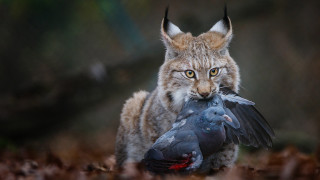 Surprised cat holding bird surreal - surrealism free wallpaper for desktop