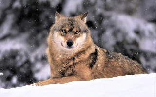 Wolf snow nature night moon - a wolf free wallpaper