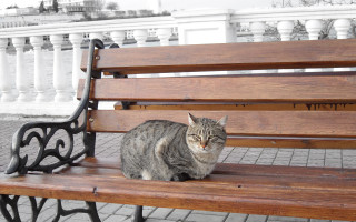 Cat bench park whitebuilding fence - constructivism free wallpaper for desktop