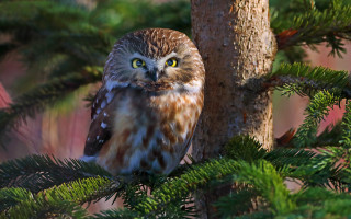 Brown owl green eyes nature - owl free wallpaper