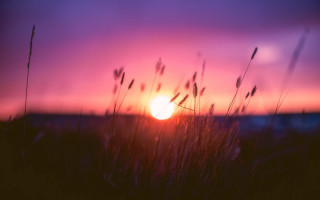 Sunset field grass building purple - a purple sky free wallpaper