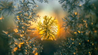 Tree window sunset sunbeam autumn - sunset time free wallpaper