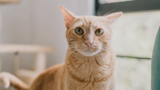 Sad cat chair looking camera 3 - a chair free wallpaper