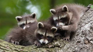 Raccoons tree branch outdoor nature - darrell riche free wallpaper