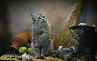 Cat table broom stilllife vanitas - a broom free wallpaper
