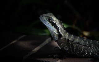 Lizard brick dark upward blurry - a lizard free wallpaper for desktop