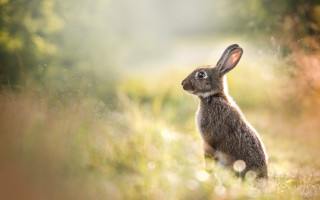 Rabbit grass looking up bokeh - a rabbit free wallpaper