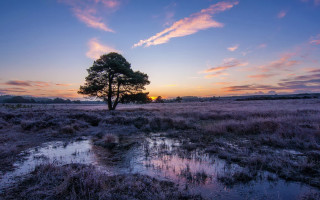 Tree sunset puddle field urban - a tree in a field free wallpaper