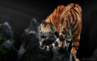 Tiger walking rock dark room - a black backdrop free wallpaper