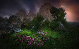 Flower field rocks cloudy night - under a cloudy sky free wallpaper