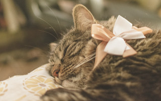 Cat sleeping pillow bow blurry - f 1. free wallpaper for desktop