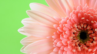 Pink flower green background closeup - the flower free wallpaper