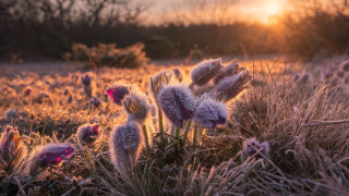 Flower field sunset trees fire - pretty free wallpaper